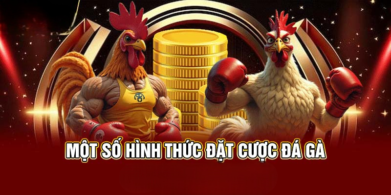 Đá Gà NOHU78 – Tổng Quan Hình Thức Giải Trí & Lưu Ý Quan Trọng